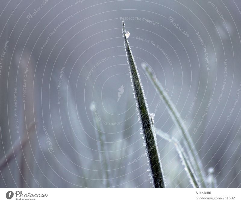 Rauhreif auf Gras Natur Wiese frisch kalt Halm Frost Raureif gefroren Winter Farbfoto Außenaufnahme Nahaufnahme Detailaufnahme Menschenleer Textfreiraum links