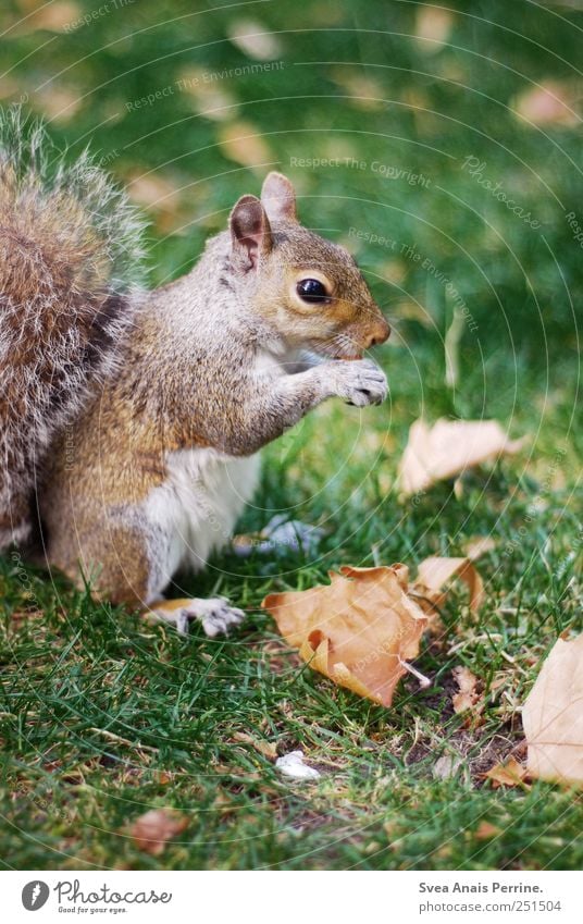 mjam. Blatt Park Wiese Tier Wildtier Eichhörnchen 1 niedlich Farbfoto Außenaufnahme Menschenleer Textfreiraum unten Schwache Tiefenschärfe Zentralperspektive