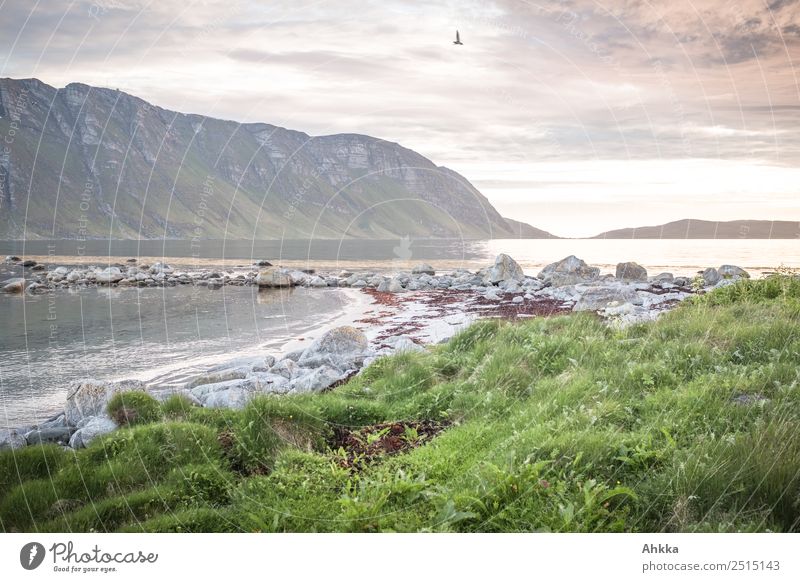 Abendstimmung am Polarmeer harmonisch ruhig Abenteuer Natur Landschaft Gras Küste Strand Fjord Meer Norwegen fantastisch natürlich wild Stimmung ästhetisch