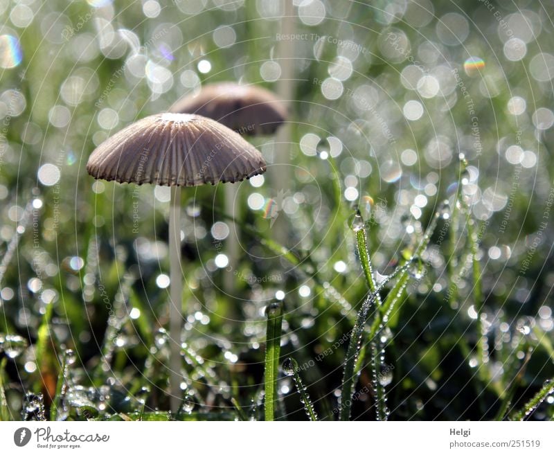 taufrisch... Umwelt Natur Pflanze Wassertropfen Gras Grünpflanze Pilz Garten Wiese glänzend stehen Wachstum ästhetisch außergewöhnlich einfach schön klein nass