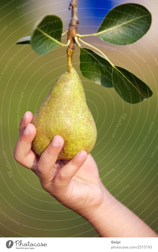 Eine Hand fängt eine köstliche grüne Birne. Frucht Ernährung Diät Sommer Garten Finger Natur Landschaft Herbst Baum Blatt frisch natürlich saftig