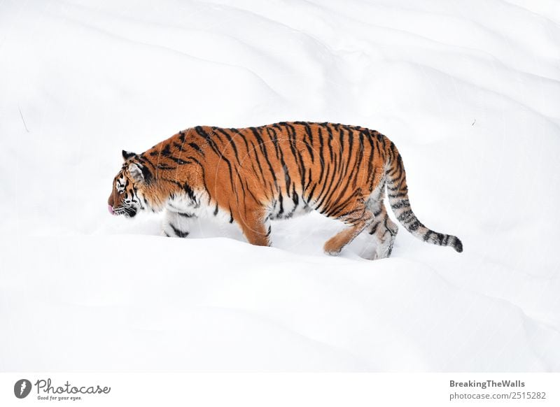 Weiblicher Amur (sibirischer) Tiger geht im frischen weißen Schnee spazieren. Natur Tier Winter Wetter Eis Frost Wildtier Katze Zoo 1 beobachten stehen wild