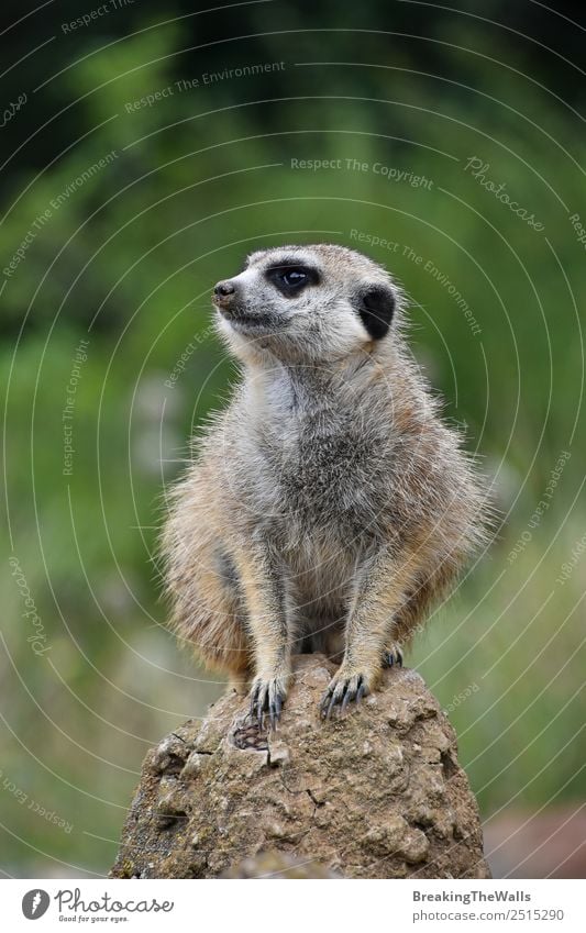 Nahaufnahme eines Erdmännchens, das auf einem Felsen sitzt. Natur Tier Wildtier Tiergesicht Zoo 1 Stein beobachten klein niedlich grün Seite Tierwelt Afrika