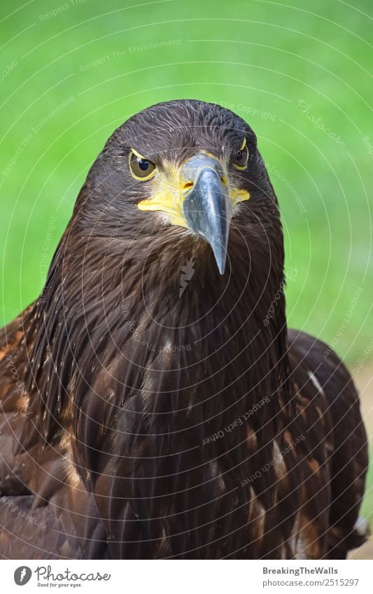 Nahaufnahme des Vorderbilds eines Steinadlers mit Blick auf die Kamera Natur Tier Sommer Gras Wildtier Vogel Tiergesicht Zoo 1 beobachten dunkel wild braun grün