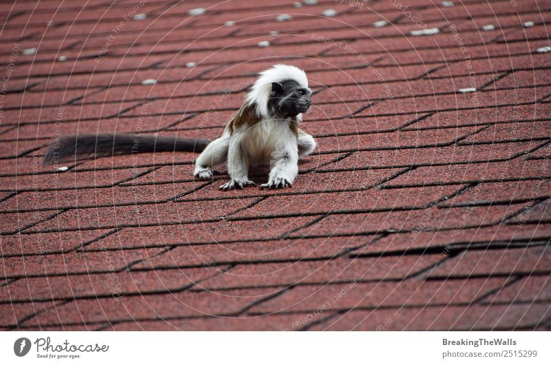 Nahaufnahme eines kleinen Baumwoll-Tamarin-Affen auf dem Dach Tier Wildtier Zoo 1 sitzen niedlich schwarz weiß Baumwolle Top Kamm Primas Tierwelt Saguinus