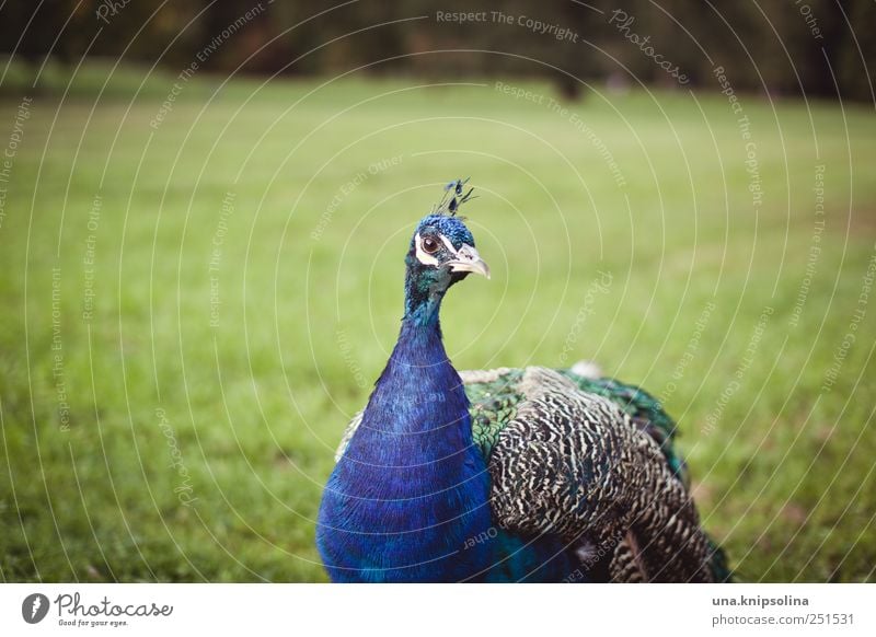 l'année dernière Umwelt Natur Tier Park Wiese Wildtier Vogel Flügel Pfau Feder 1 beobachten natürlich blau Stolz elegant Farbfoto Gedeckte Farben Außenaufnahme