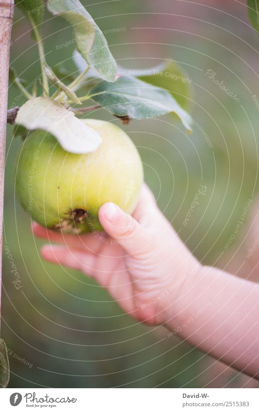 Unterwegs im Garten V Lebensmittel Frucht Apfel Ernährung Kindererziehung Mensch Baby Kleinkind Kindheit Hand Finger 1 Umwelt Natur Sommer Schönes Wetter