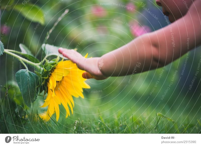 Im Garte gibt es viel zu entdecken Kind Blume Garten Freude Kindheit Sommer Spielen Natur Farbfoto anfassen berühren niedlich Sonnenblume gelb grün Nahaufnahme