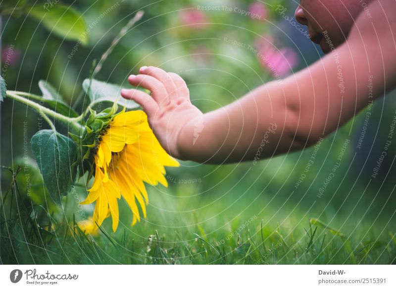 Erkundungstour durch den Garten Mensch Kind Baby Kleinkind Kindheit Leben Hand Finger 1 0-12 Monate Natur Sommer Schönes Wetter Pflanze Blume Gras Blatt Blüte