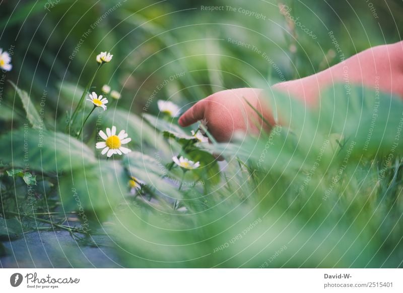 Unterwegs im Garten IV Leben Sinnesorgane Wohnung Mensch Kind Baby Kleinkind Kindheit Hand Finger 1 0-12 Monate Umwelt Natur Klima Schönes Wetter Pflanze Blume