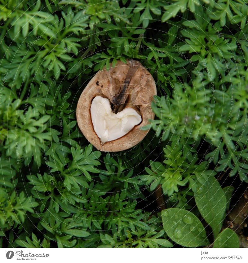 lieblich Bioprodukte Gesundheit Leben Natur Herbst Sträucher Wiese Herz Liebe frisch lecker nachhaltig nass Lebensfreude Warmherzigkeit dankbar Hoffnung