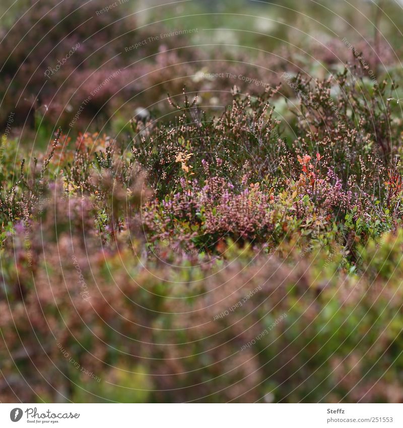 herbstliche Heidestimmung Heidestille Heideromantik nordisch heimisch heimische Wildpflanze nordische Wildpflanzen heimische Wildpflanzen heimische Pflanzen