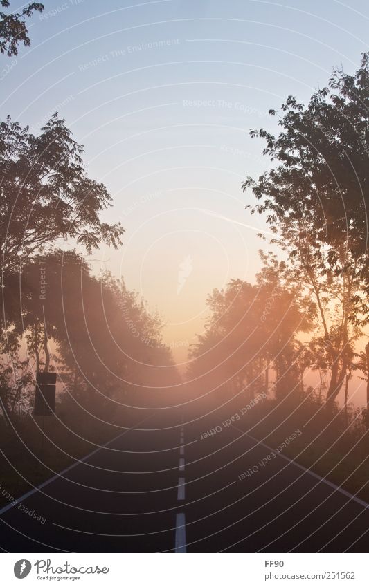 Oktobermorgen Umwelt Natur Pflanze Wolkenloser Himmel Sonnenaufgang Sonnenuntergang Herbst Wetter Schönes Wetter Nebel Baum Straße Freundlichkeit Fröhlichkeit