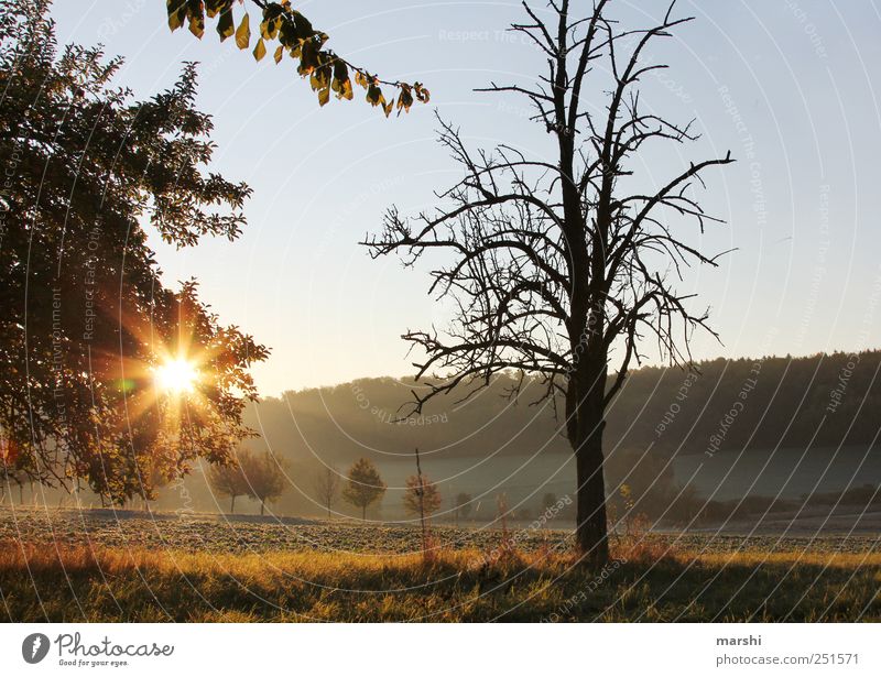 Guten Morgen Sonnenschein Natur Landschaft Pflanze Sonnenaufgang Sonnenuntergang Sonnenlicht Herbst Klima Baum Sträucher frisch Jahreszeiten Himmel Ast Farbfoto