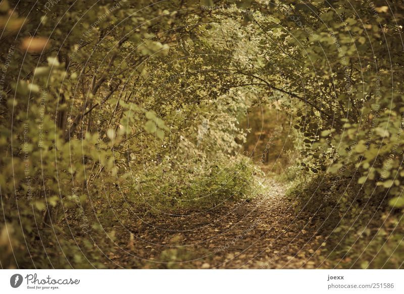 Markt und Fluss Natur Herbst Grünpflanze Wald gelb grün Romantik ruhig Idylle Wege & Pfade Farbfoto Gedeckte Farben Außenaufnahme Menschenleer Tag