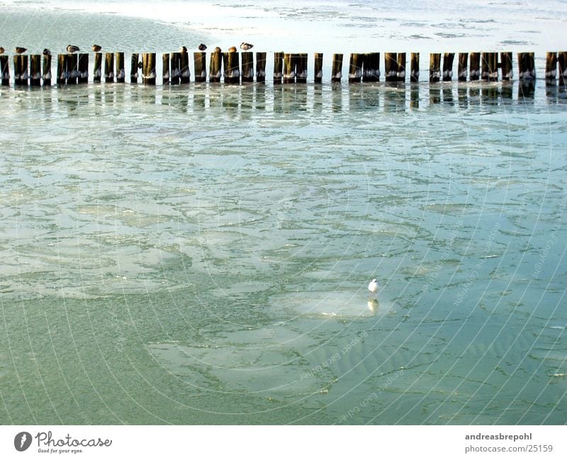 kuck mal...Eis! Möwe Eisscholle Vogel Buhne kalt Winter gefroren Wasser Ostsee Küste Flachwasser Grundbesitz Frost