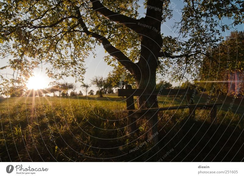 [CHAMANSÜLZ 2011] Sundown Sundown Umwelt Natur Landschaft Himmel Wolkenloser Himmel Sonne Sonnenlicht Klima Schönes Wetter Baum Gras Blatt Nutzpflanze Apfelbaum