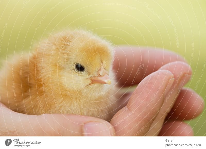 kleines Huhn Leben Ostern Baby Arme Hand Finger Tier Haustier Vogel neu niedlich wild weich gelb jung Hähnchen Ei Federvieh Feiertag Bauernhof Handfläche Küken