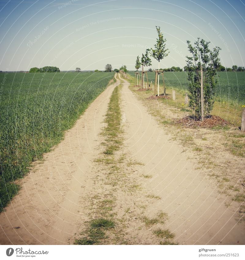 perspectives Umwelt Natur Landschaft Pflanze Urelemente Erde Himmel Wolkenloser Himmel Schönes Wetter Wiese Feld Wachstum Baum Baumreihe Wege & Pfade