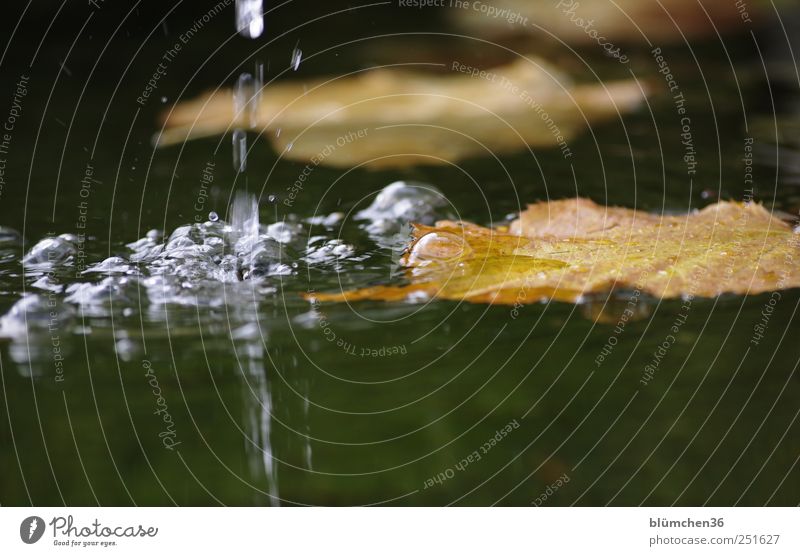 Blatt mit Blubb Natur Wasser Herbst außergewöhnlich nass natürlich rund Stimmung spritzen spritzig Blubbern blubb fließen Färbung Tropfen tropfend Wassertropfen