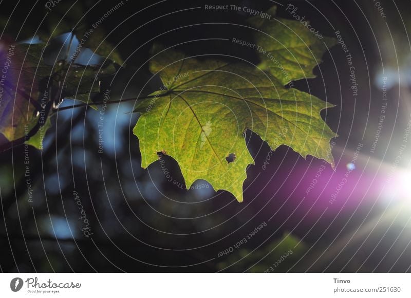 Herbstabend Natur Pflanze Sonne Sonnenlicht Schönes Wetter Blatt Stimmung ruhig Traurigkeit Trauer Wandel & Veränderung Ahornblatt Jahreszeiten Abenddämmerung