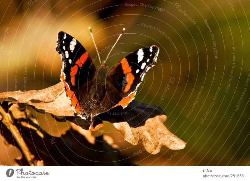 Jawohl, Herr Admiral! Umwelt Natur Pflanze Tier Blatt Park Wiese Wildtier Schmetterling Flügel 1 warten ästhetisch elegant schön braun gelb gold grün rot