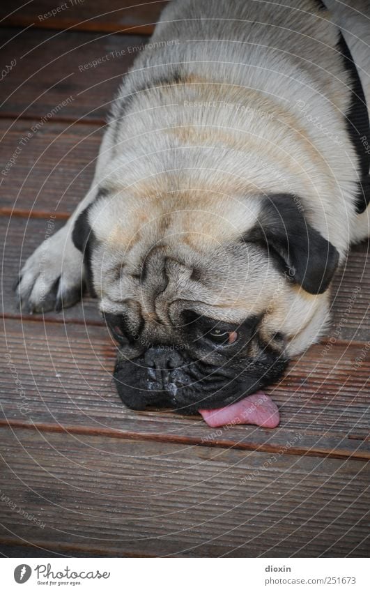 puh! geschafft... 500! Tier Haustier Hund Fell Mops 1 liegen kuschlig niedlich Müdigkeit Erschöpfung Trägheit bequem Erholung Pause ruhig ausruhend Zunge