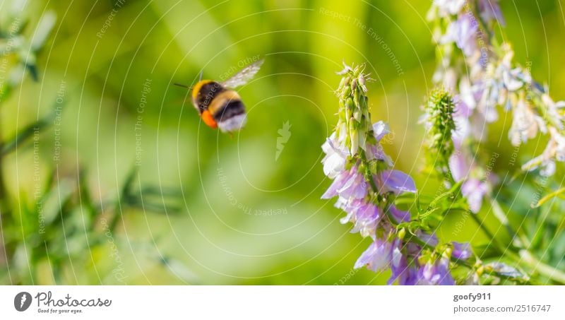 Weiterflug Ausflug Sommer Umwelt Natur Landschaft Sonnenlicht Frühling Schönes Wetter Blume Blüte Garten Park Wiese Tier Nutztier Wildtier Flügel Fell Hummel 1