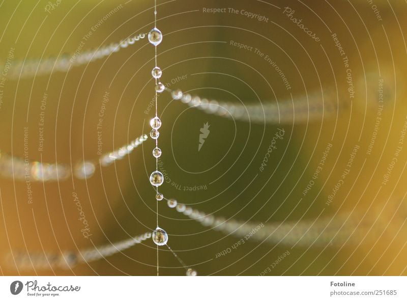 Tropfenkette Umwelt Natur Urelemente Wasser Wassertropfen hell nass natürlich Schmuck Spinnennetz Nähgarn Farbfoto mehrfarbig Außenaufnahme Makroaufnahme