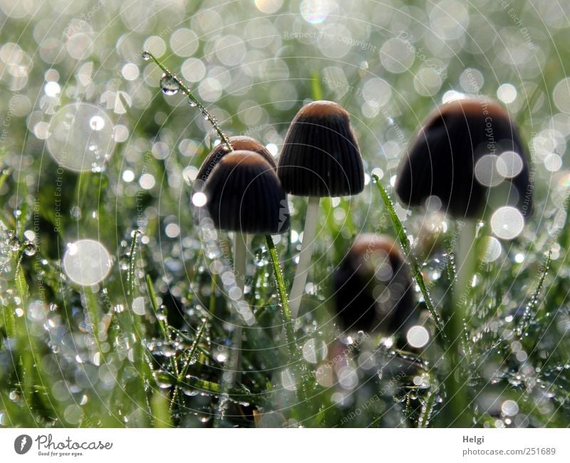 Glitzerwelt... Umwelt Natur Pflanze Wassertropfen Herbst Schönes Wetter Nebel Gras Grünpflanze Wildpflanze Pilz Garten Wiese glänzend leuchten stehen Wachstum