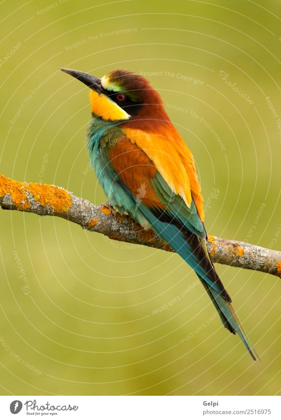 bunter Vogel exotisch schön Freiheit Natur Tier Biene glänzend füttern hell wild blau gelb grün rot weiß Farbe Tierwelt Bienenfresser Apiaster farbenfroh