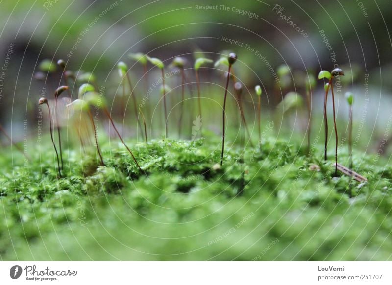 grün Natur Pflanze Tier Sommer Herbst Moos Grünpflanze Wildpflanze niedlich Sympathie Idylle Inspiration Bryologie Wald Luft Wasser Feuchtigkeit Außenaufnahme