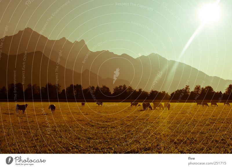 herbst Umwelt Natur Landschaft Erde Himmel Wolkenloser Himmel Sonne Sonnenaufgang Sonnenuntergang Sonnenlicht Herbst Schönes Wetter Baum Gras Sträucher Wiese