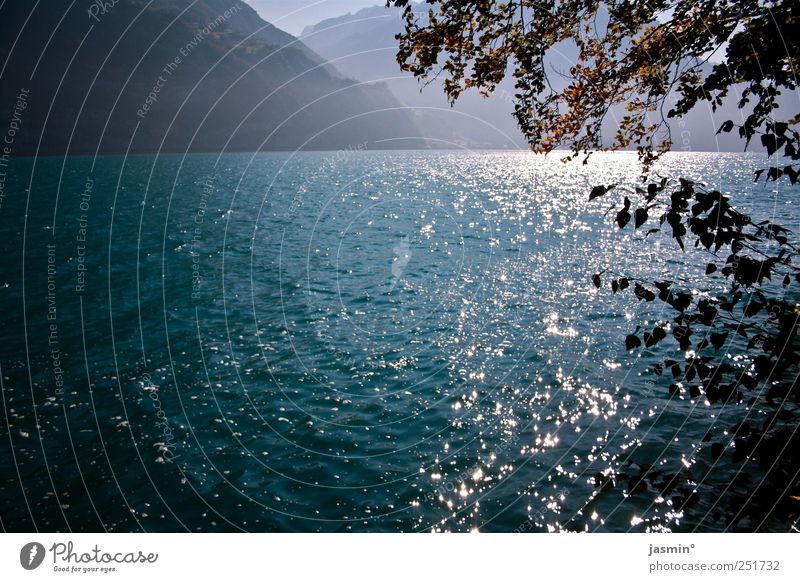 Herbst am See Umwelt Natur Landschaft Sonnenlicht Schönes Wetter Baum Sträucher Seeufer Glück Zufriedenheit Gelassenheit ruhig Farbfoto mehrfarbig Außenaufnahme