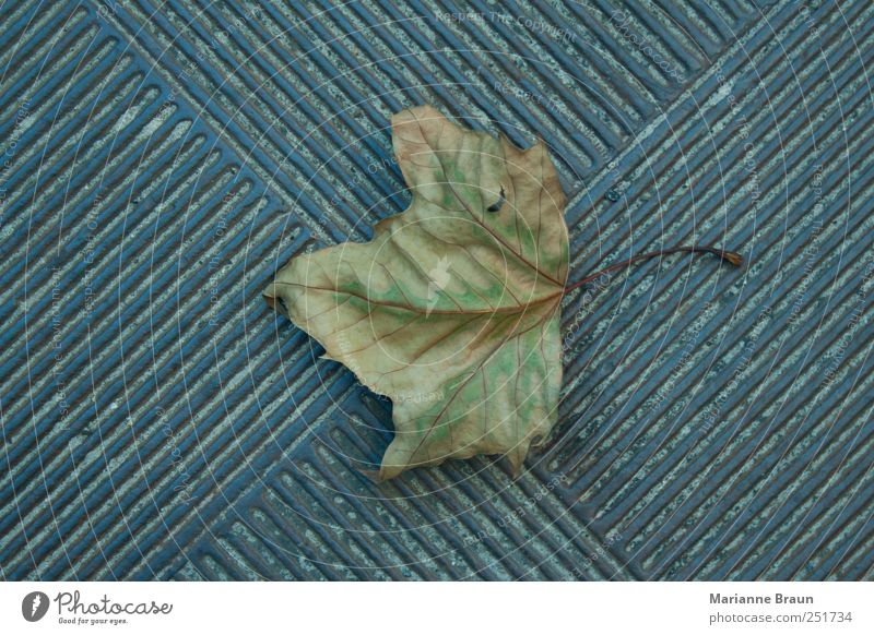 Ahornblatt Herbst Straße Metall natürlich Vergänglichkeit Eisenplatte Bodenplatten Hintergrundbild Muster Riffel Strukturen & Formen Gußeisen Blatt Jahreszeiten