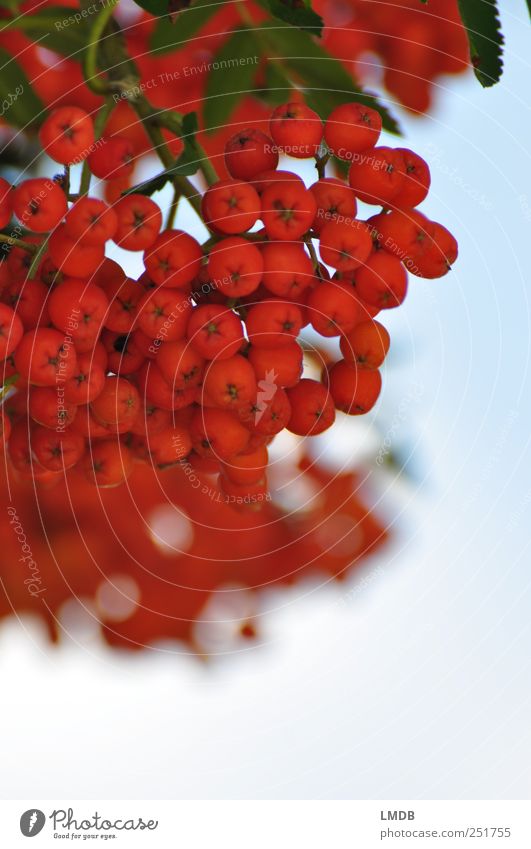 Vogel-Berries Natur Pflanze Herbst grün Beeren Vogelbeeren Ebereschenblätter rund Vogelbeerbaum Frucht orange Doldenblüte September Oktober Farbfoto