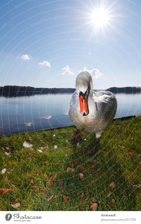 Mir schwant böses Ferien & Urlaub & Reisen Tourismus Ausflug Sommer Umwelt Natur Tier Himmel Sonne Herbst Gras Park Wiese Seeufer Schwan 1 bedrohlich blau Wut