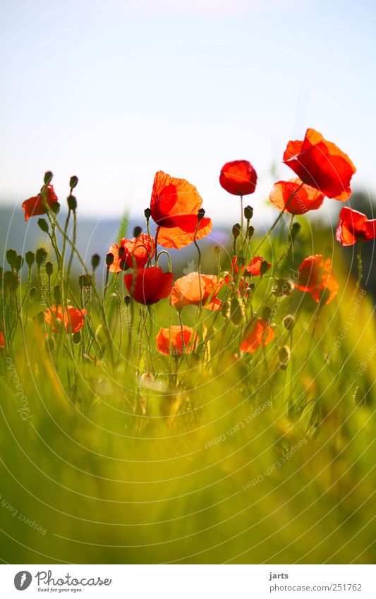 farbklecks Natur Pflanze Blüte Wildpflanze Feld natürlich wild rot Farbe Mohn Farbfoto Außenaufnahme Menschenleer Textfreiraum oben Textfreiraum unten Tag