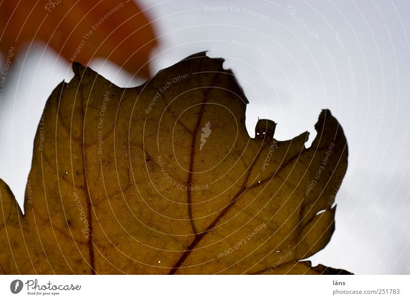 Batman vs. ... Umwelt Natur Pflanze Blatt braun Willensstärke Herbst kämpfen Strukturen & Formen Farbfoto Menschenleer Textfreiraum rechts Textfreiraum oben