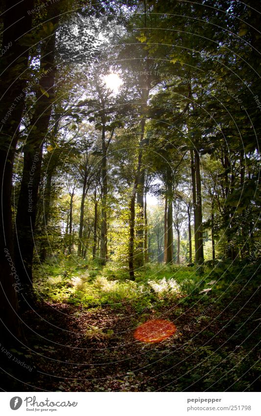 Durchblick Freizeit & Hobby Jagd Sommer Landschaft Pflanze Baum Moos Wald Holz atmen grün ruhig Einsamkeit Wege & Pfade Farbfoto Außenaufnahme Menschenleer