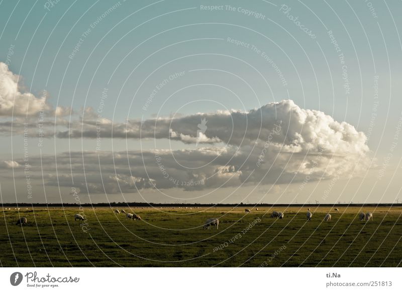 weites Land Umwelt Natur Landschaft Pflanze Tier Wolken Sommer Herbst Schleswig-Holstein Dithmarschen Speicherkoog Nordseeküste Deich Nutztier Schaf Schafherde