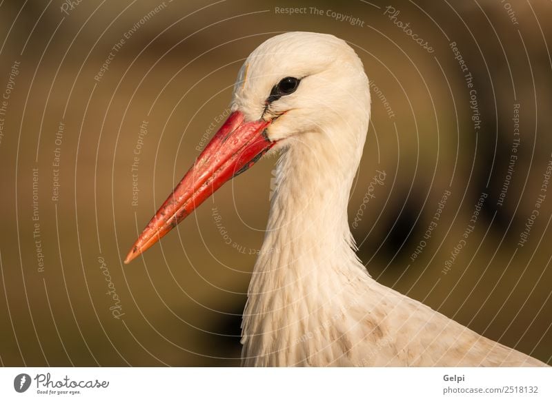 Natürliches Profil eines eleganten Storches auf dem Feld schön Freiheit Familie & Verwandtschaft Paar Erwachsene Natur Tier Wind Gras Vogel fliegen lang wild