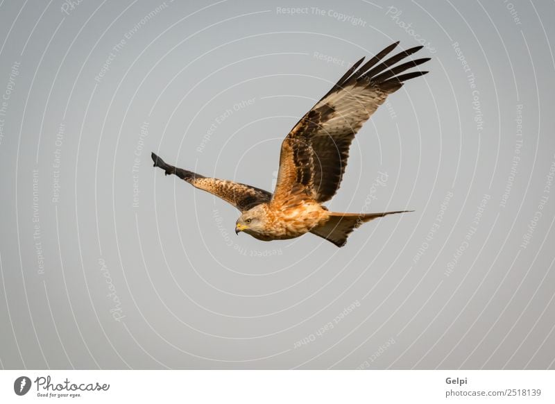 Fantastischer Raubvogel im Flug Natur Tier Himmel Vogel Flügel fliegen Geschwindigkeit wild blau gold weiß Tierwelt Raptor Raubtier Milan Etage sonnig Feder