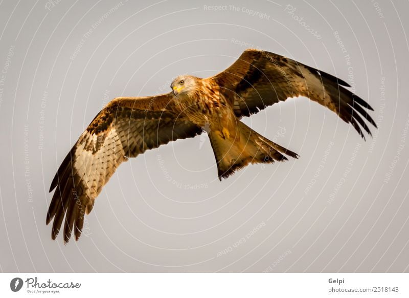 Fantastischer Raubvogel im Flug Natur Tier Himmel Vogel Flügel fliegen Geschwindigkeit wild blau gold weiß Tierwelt Raptor Raubtier Milan Etage sonnig Feder