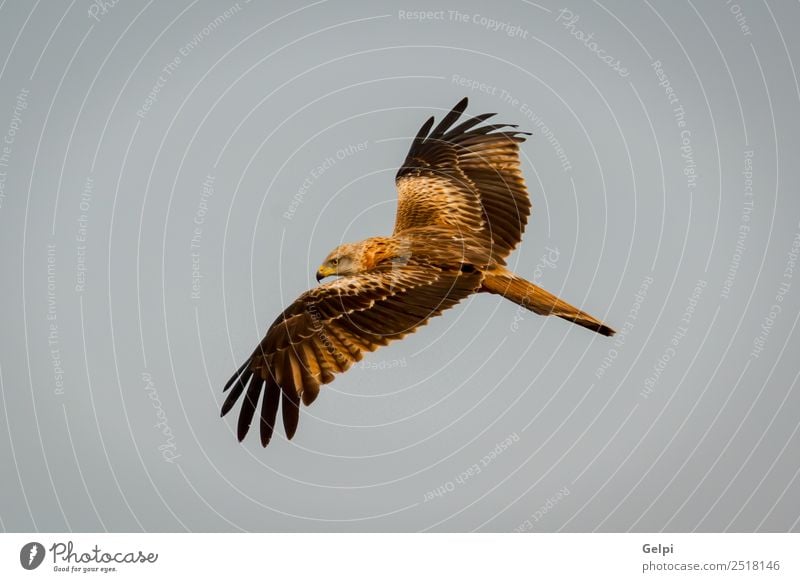 Fantastischer Raubvogel im Flug Natur Tier Himmel Vogel Flügel fliegen Geschwindigkeit wild blau gold weiß Tierwelt Raptor Raubtier Milan Etage sonnig Feder