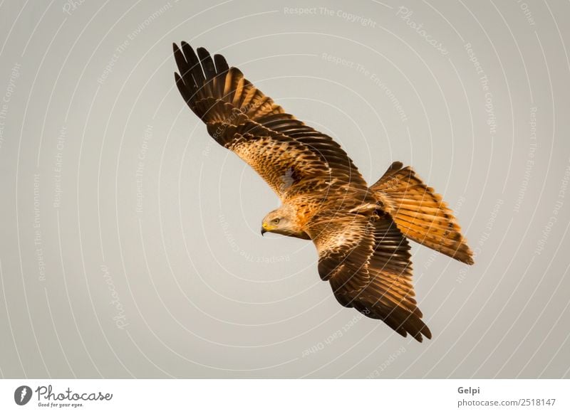 Fantastischer Raubvogel im Flug Natur Tier Himmel Vogel Flügel fliegen Geschwindigkeit wild blau gold weiß Tierwelt Raptor Raubtier Milan Etage sonnig Feder