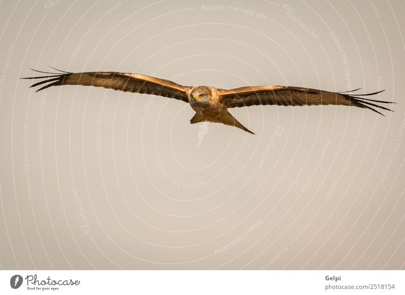 Fantastischer Raubvogel im Flug Natur Tier Himmel Vogel Flügel fliegen Geschwindigkeit wild blau gold weiß Tierwelt Raptor Raubtier Milan Etage sonnig Feder