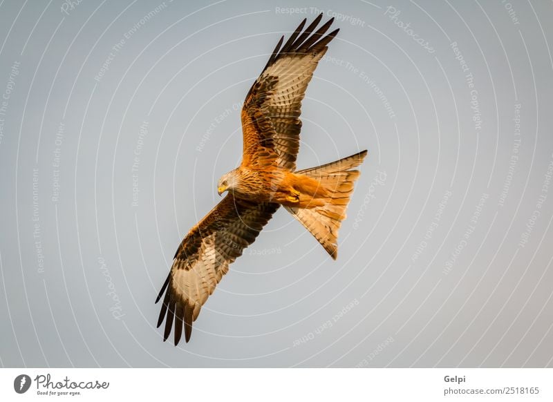 Fantastischer Raubvogel im Flug Natur Tier Himmel Vogel Flügel fliegen Geschwindigkeit wild blau gold weiß Tierwelt Raptor Raubtier Milan Etage sonnig Feder