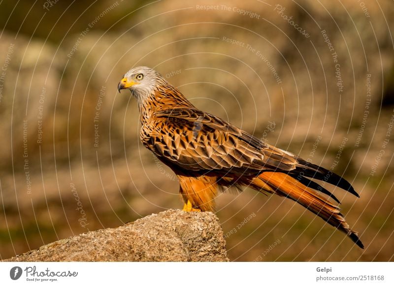 Fantastischer Vogel auf dem Feld mit einem schönen Gefieder. elegant Freiheit Natur Tier Gras Flügel niedlich wild grün weiß Farbe Feder Milan Schnabel sonnig