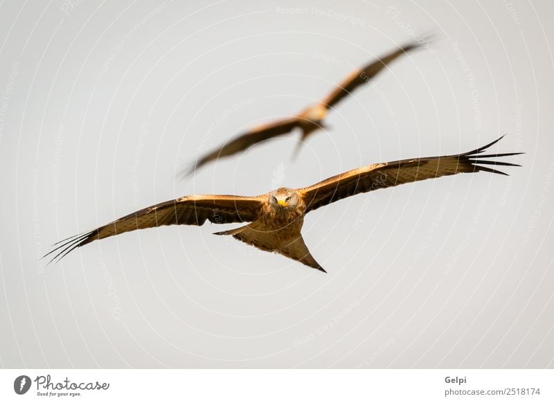 Fantastischer Raubvogel im Flug Natur Tier Himmel Vogel Flügel fliegen Geschwindigkeit wild blau gold weiß Tierwelt Raptor Raubtier Milan Etage sonnig Feder